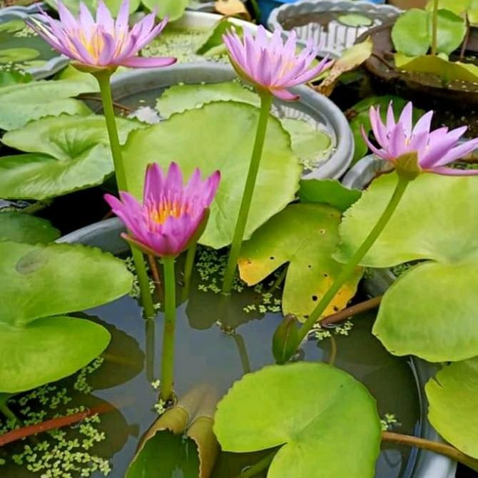 ~~~~~] bibit bunga teratai tanaman air