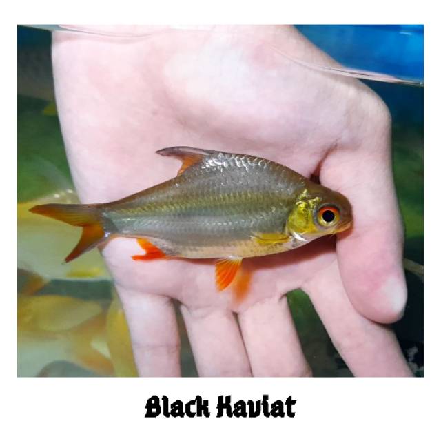 Hiasan Aquarium Ikan Kaviat Hitam BlackKaviat Tankmate Ikan Predator Ikan Hias