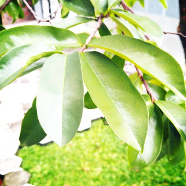 

Daun sirsak segar