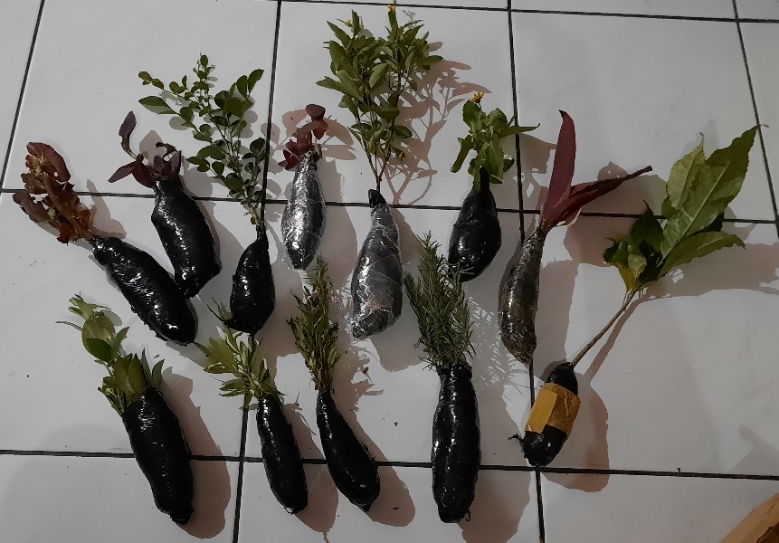 Tanaman Hias Bunga Kemuning - Pohon Kemuning