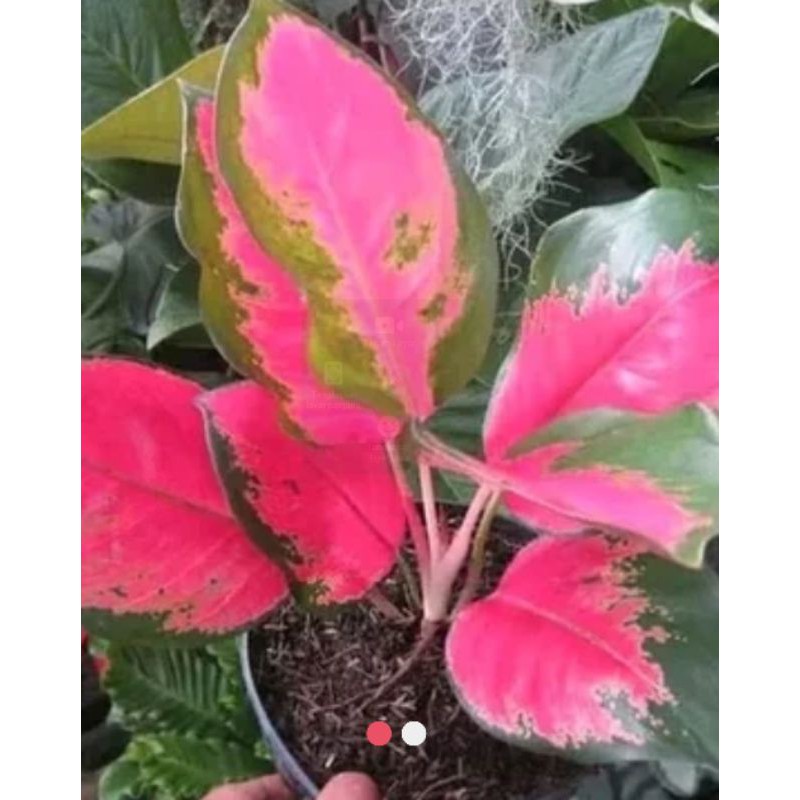 anakan agronema kocin