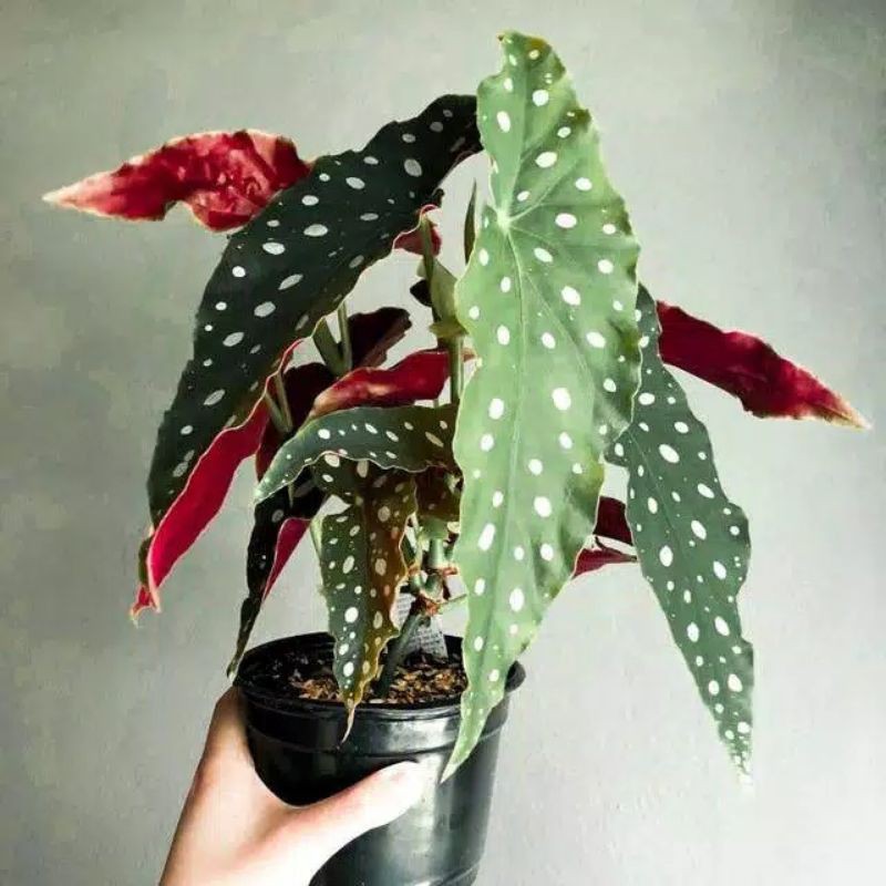 Tanaman Hias Begonia Polkadot/Tanaman Bunga Hias Begonia Polkadot/Begonia Maculata
