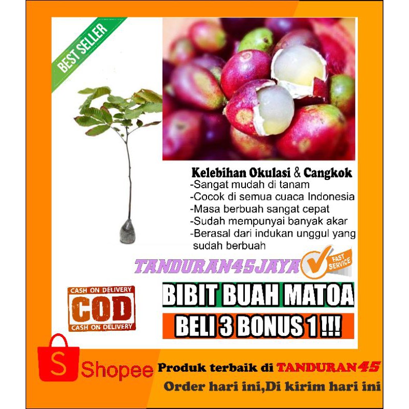 Bibit matoa/buah matoa/bibit buah (kelengkeng irian)
