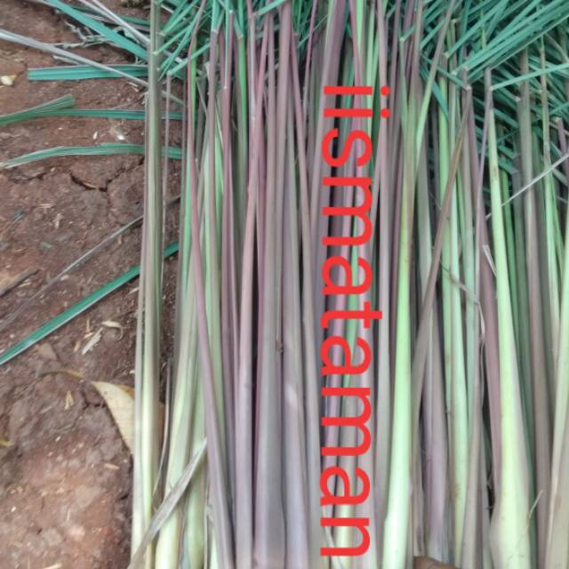

1 kg sereh merah