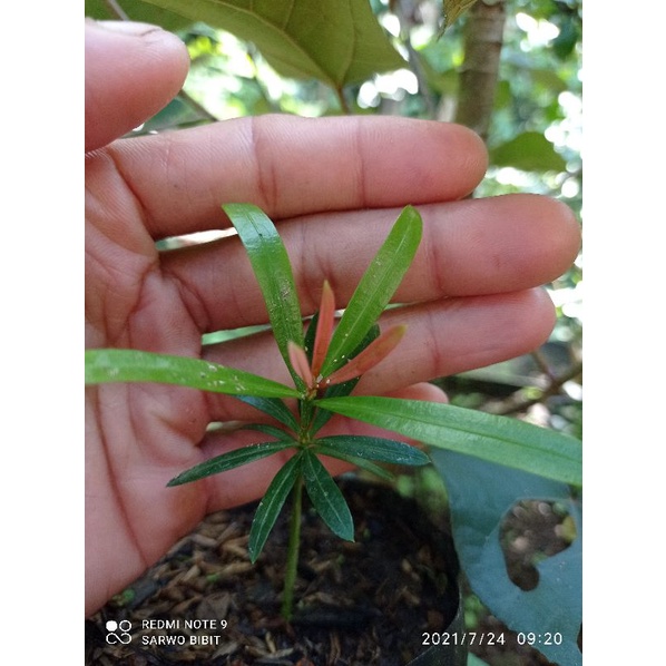 Bibit lohansung pucuk merah bahan bonsai