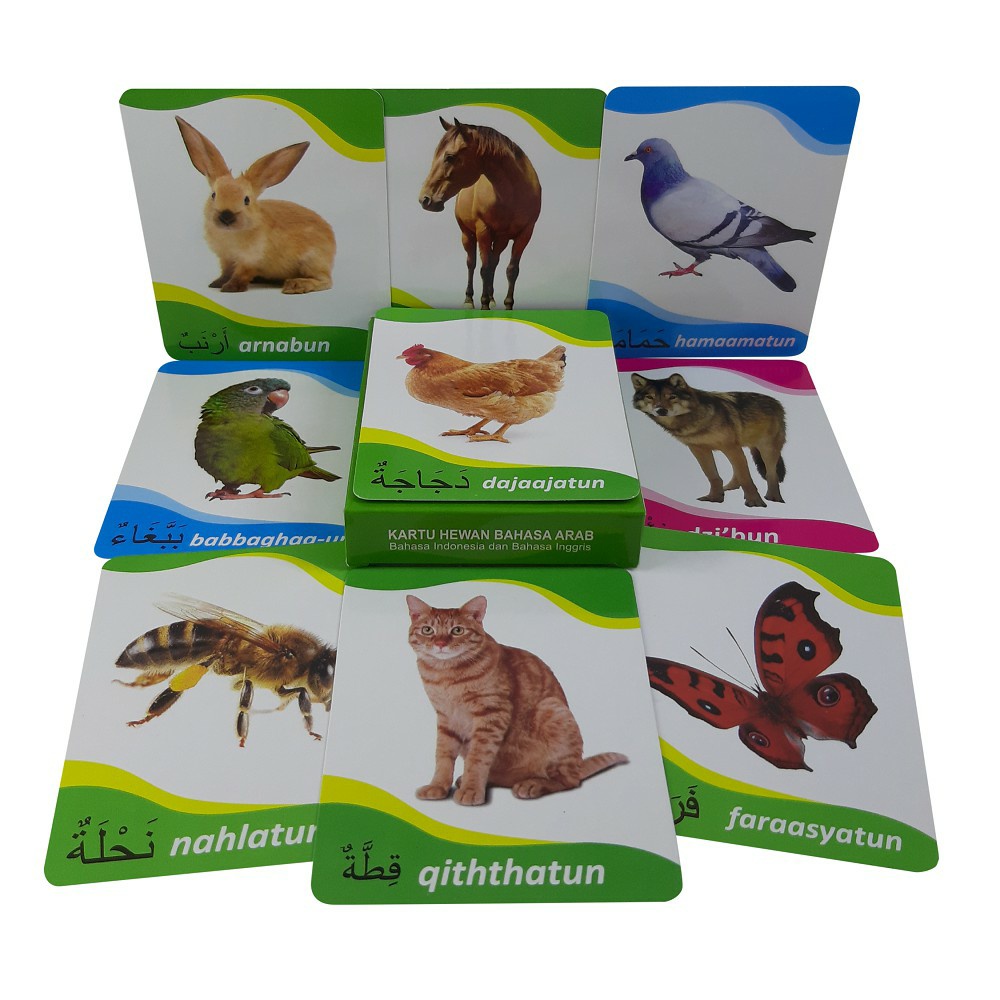 Jual Flash Card Hewan Binatang Animal Bahasa Arab Indonesia Inggris
