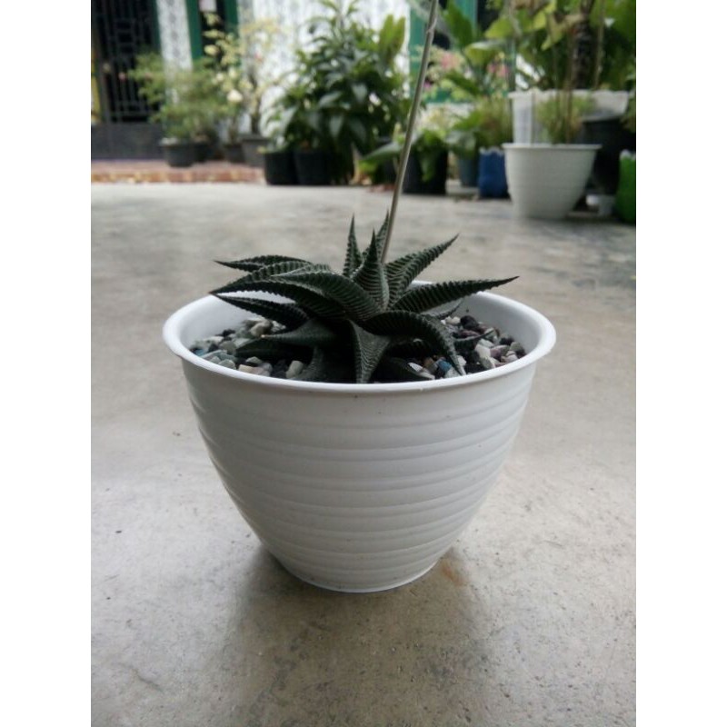 Jual Tanaman Hias Haworthia Limifolia Kaktus Sekulen Shopee Indonesia