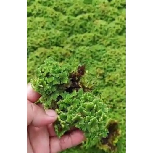 Azolla mycrophilya pakan alternatif unggas dan ikan