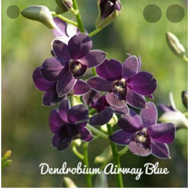 anggrek dendro airy way blue