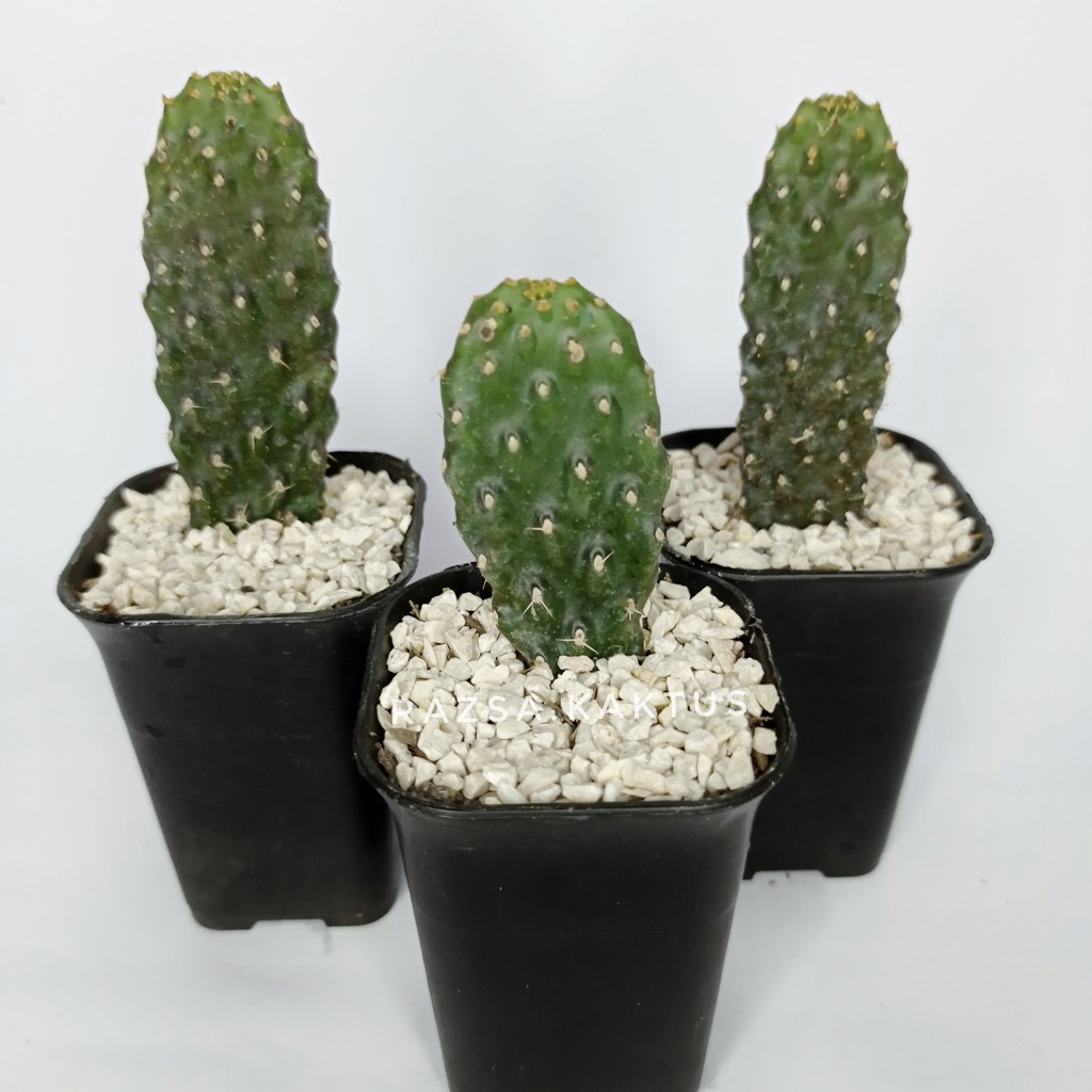 Kaktus opuntia Consolea Sukulen Haworthia Mini Tanaman Hias Indoor Keramik Lucu Souvenir Nikah Kado