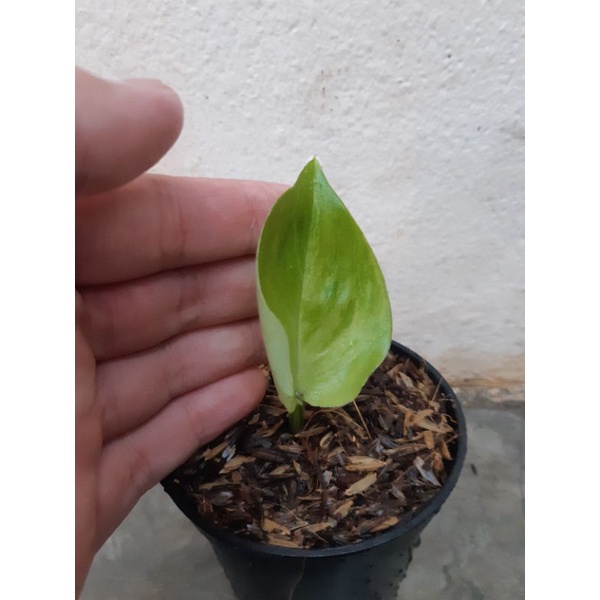 scindapsus trubie moonlight varigata ( sp gunung salak. jawa barat )