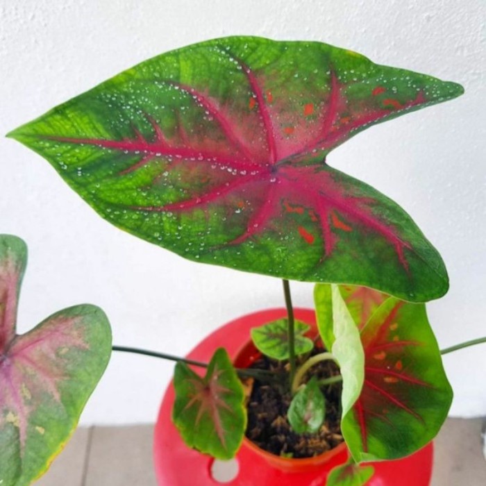 Tanaman Hias Keladi Merah -tanaman hias hidup-tanaman hidup(bunga hidup-bunga hidup murah-tanaman hi