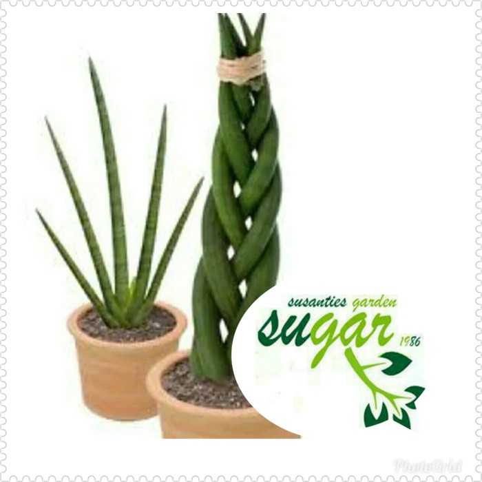 sansevieria giant cylindrica bojer