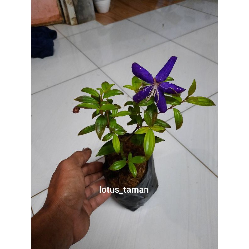 POHON SENGGANI MINI-tanaman senggani mini