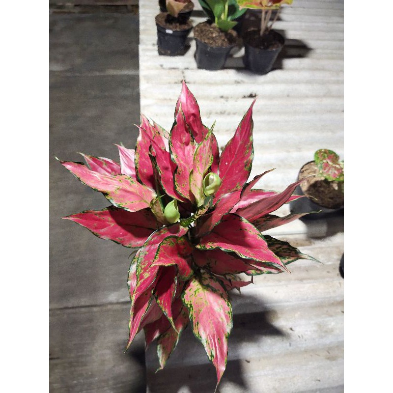 Aglaonema Red Ruby Garuda