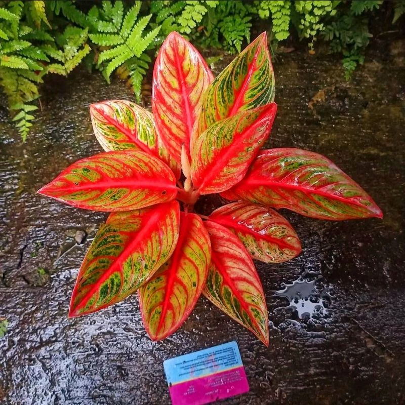 Aglaonema red nancy / Aglonema red nancy florist nursery / Aglonema red nancy (Tanaman hias aglaonem