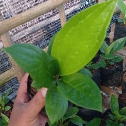 DIARY PETANI - Anthurium Jemani Cobra Remaja