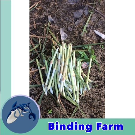 1 kg bibit rumput zanzibar hijauan pakan sapi domba kambing