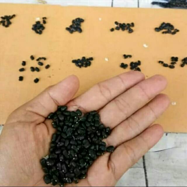 Benih biji bunga telang bunga biru