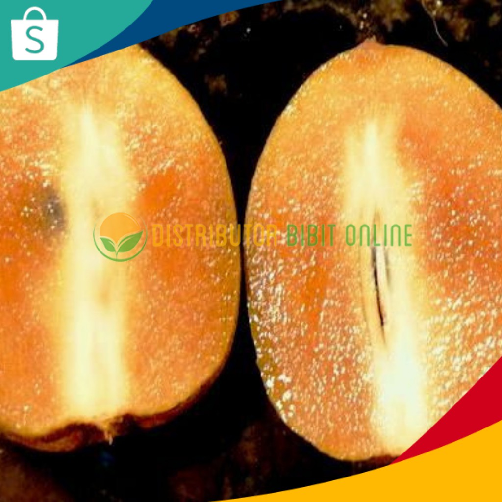 Bibit Tanaman Sawo Alano Jumbo