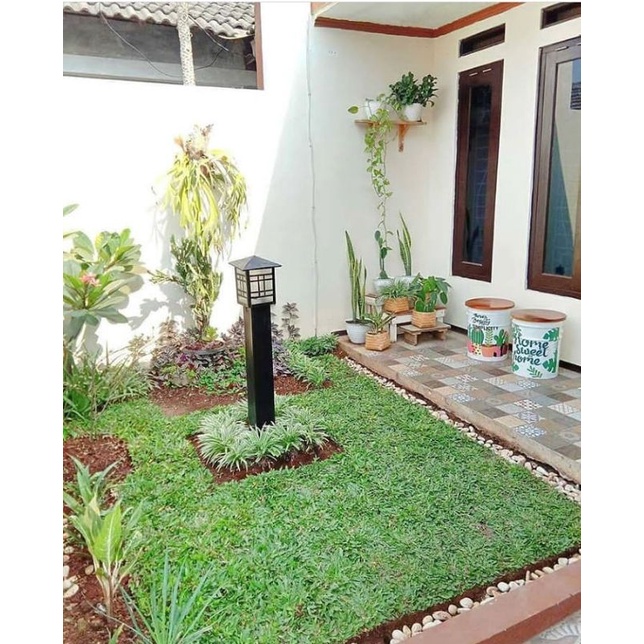 rumput gajah mini, rumput gajah, rumput gajah mini 1 meter full jarak
