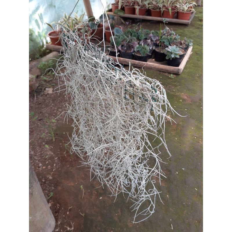 Tanaman Hias | Udara | Tillandsia Usneioides | Jenggot Nabi/Musa | Spanish Moss