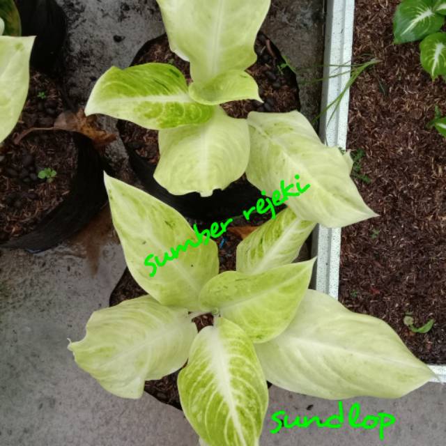 AGLONEMA SUNDROP