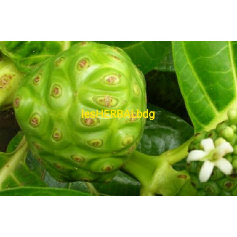 

buah mengkudu segar 1kg