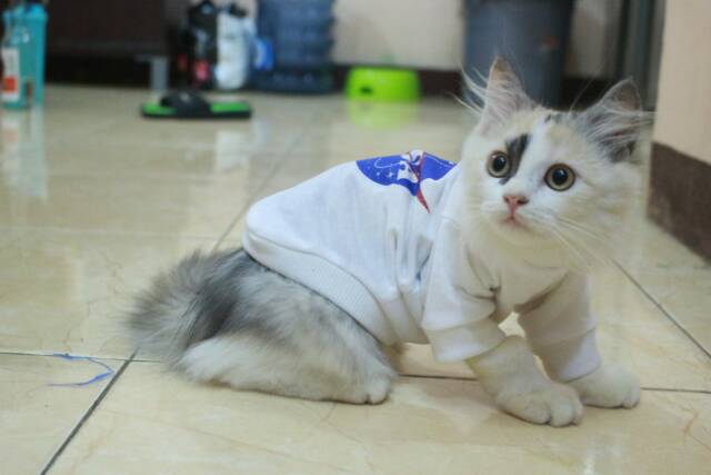 Kaos Nasa lucu untuk kucing &amp; anjing /Jual Baju Kucing Terlengkap &amp; Berkualitas size S-XL