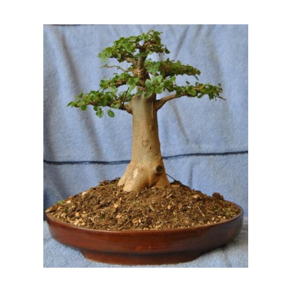 Benih Bibit Biji - Adansonia Baobab Digitata for Bonsai Pohon Asli Madagaskar Afrika Seeds - IMPORT