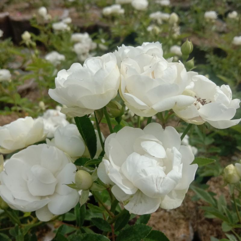 Bunga mawar rambat Beby mangkok putih