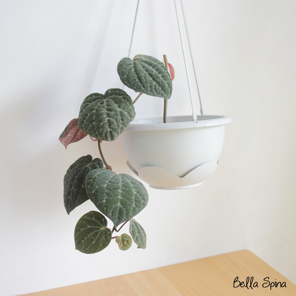 Tanaman Hias Sirih Wulung TH-79