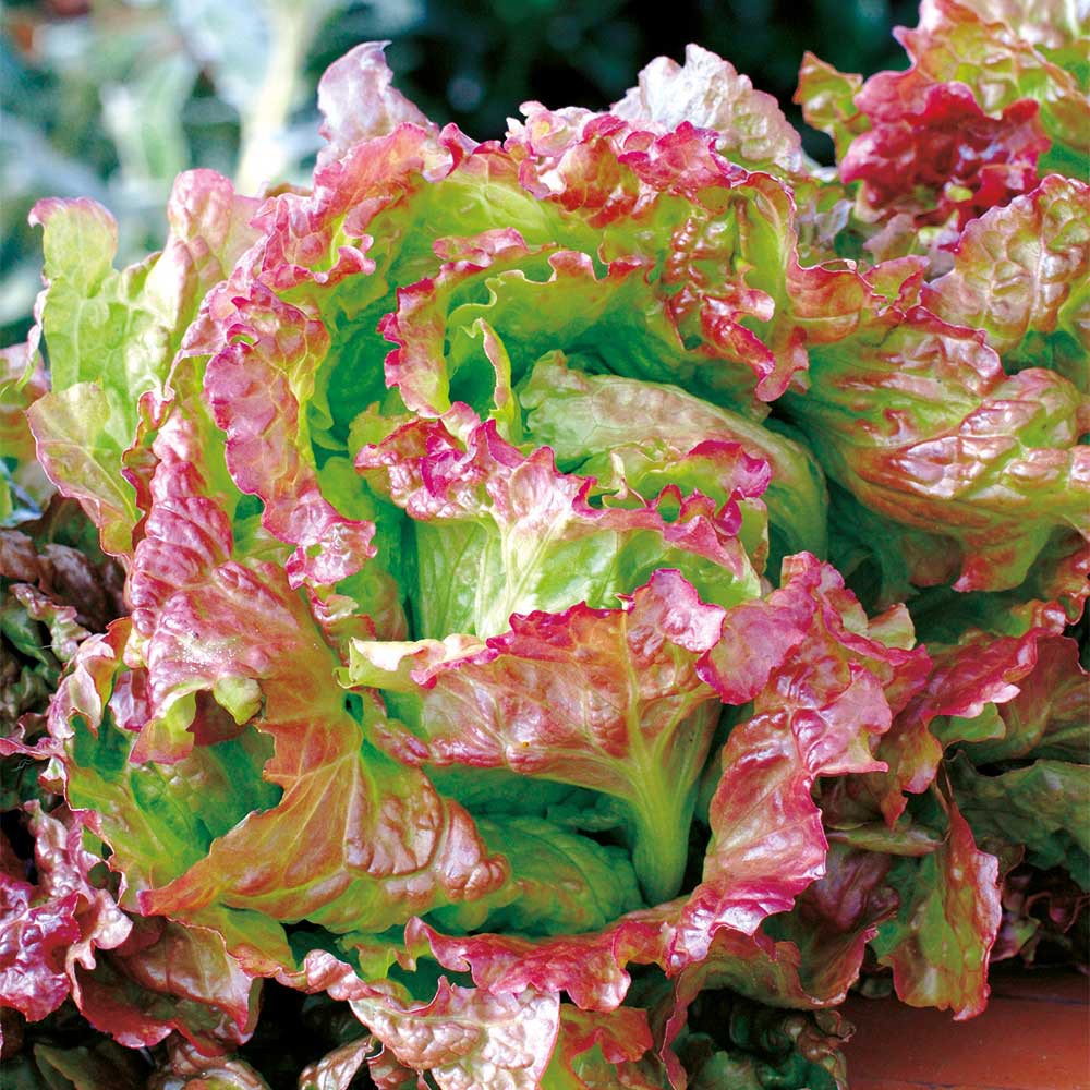 Benih Bibit Biji - Lettuce Rossa Di Trento Selada Merah Seeds - IMPORT