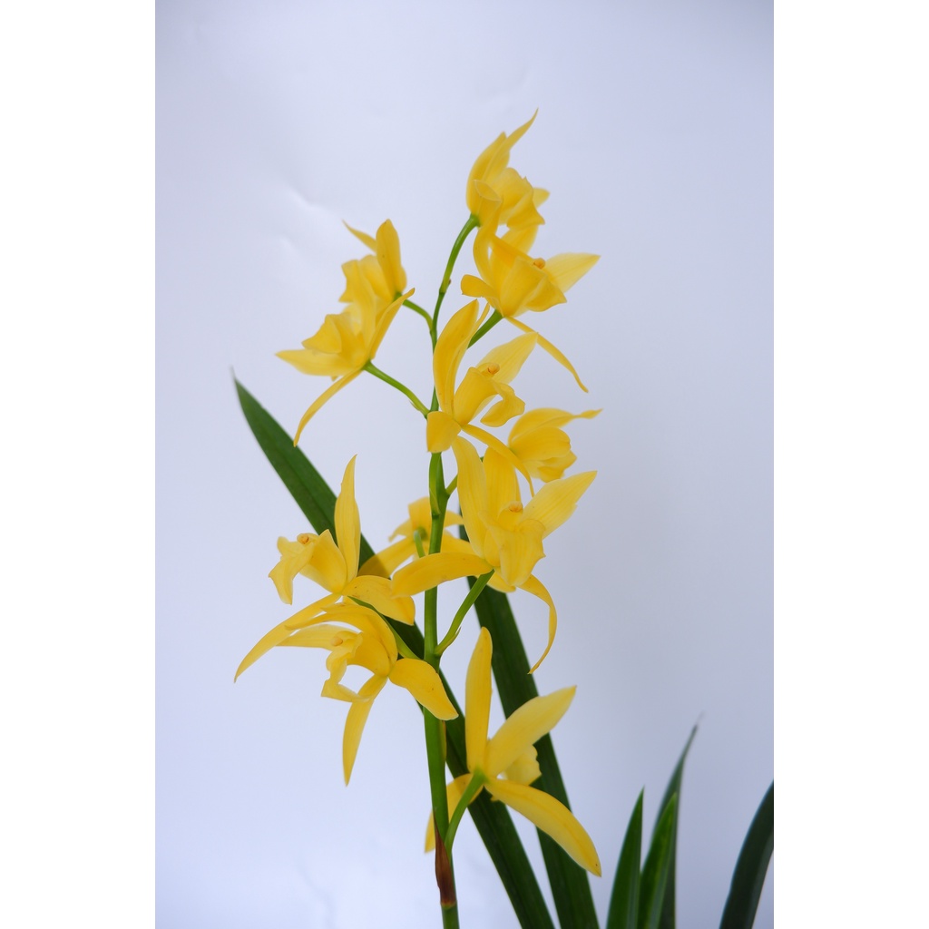 Anggrek Golden Boy - Cymbidium -  Tanaman Hias