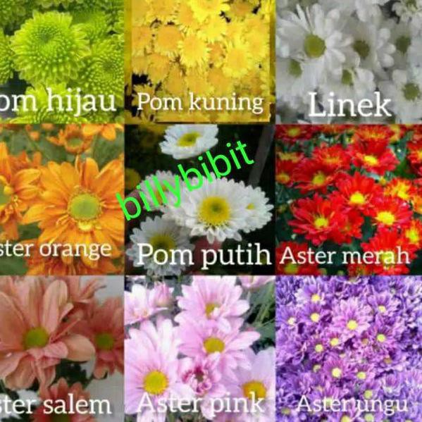 Muraaaahh Paket 110 Bibit Bunga Krisan Aster 10 Warna 10cm 15cm Shopee Indonesia