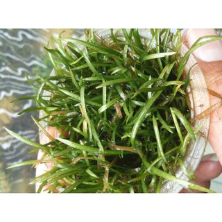 Tanaman Aquascape Montecarlo Jenis Tanaman Karpet Shopee Indonesia