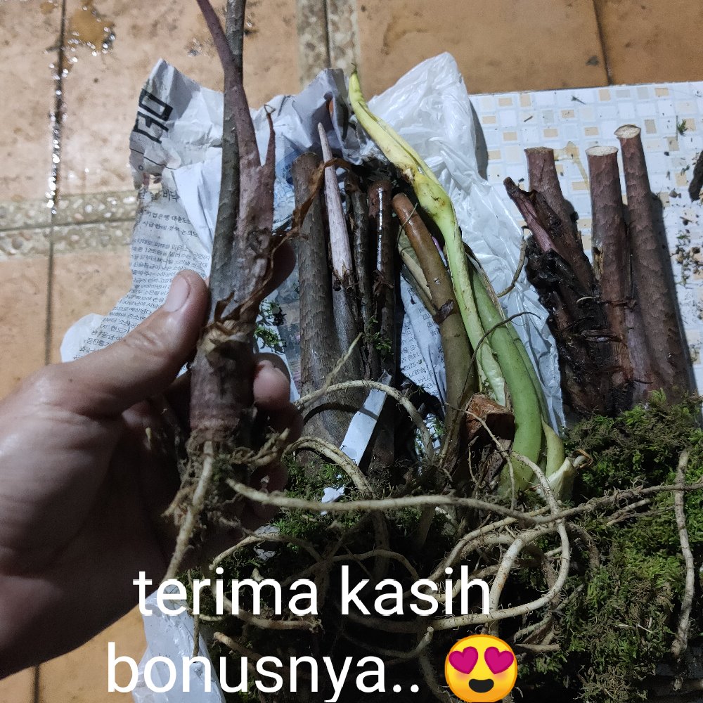 Bonggol Alocasia Zebrina Khas Lampung/longiloba (bonggol Agak Besar)
