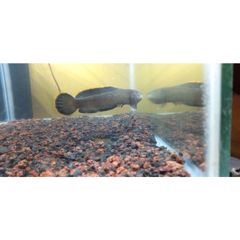 ikan channa limbata WC asli dari pegunungan 11-12