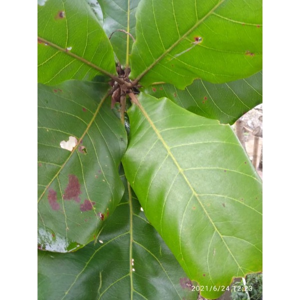 

daun ketapang segar per lembar