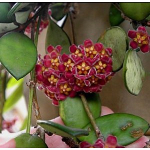 hoya gracilis