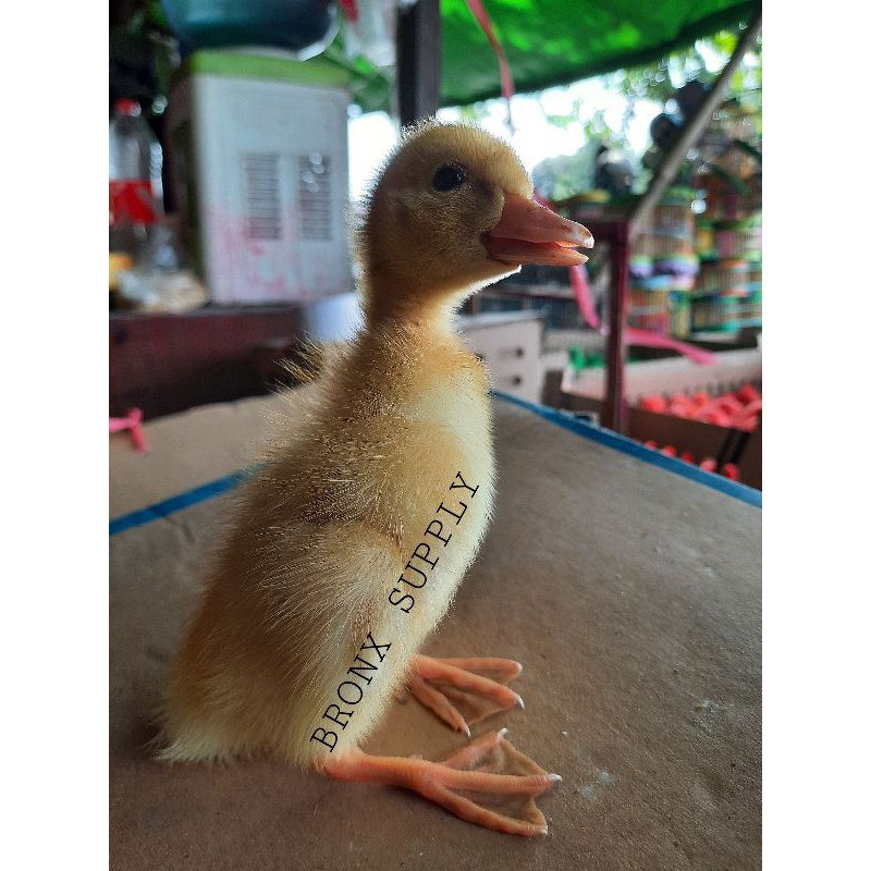 bibit bebek peking