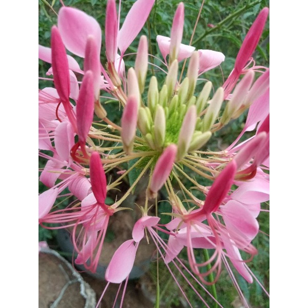 BENIH BIJI BUNGA KUMIS KUCING