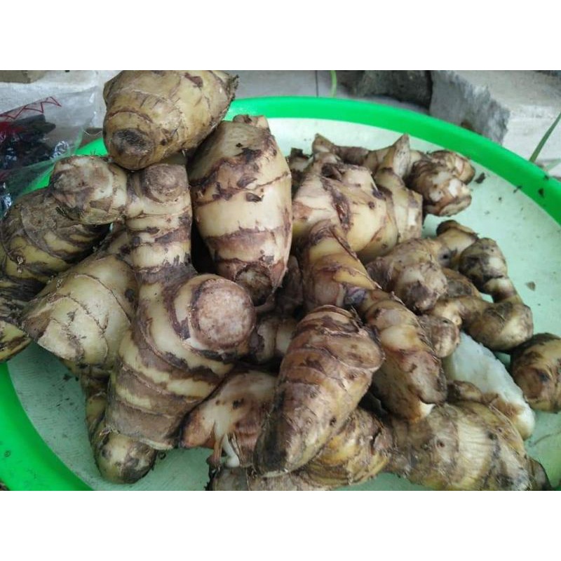 

Umbi Ganyol Umbi Ganyong segar 1kg