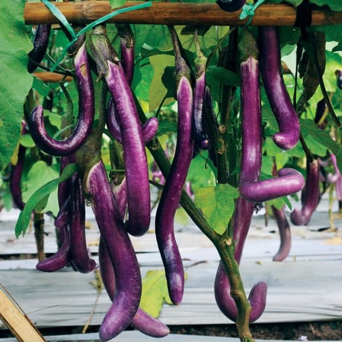 25 Benih Bibit Sayuran Terong Ungu Keriting Largo F1 Tpsdd3 Segera Beli