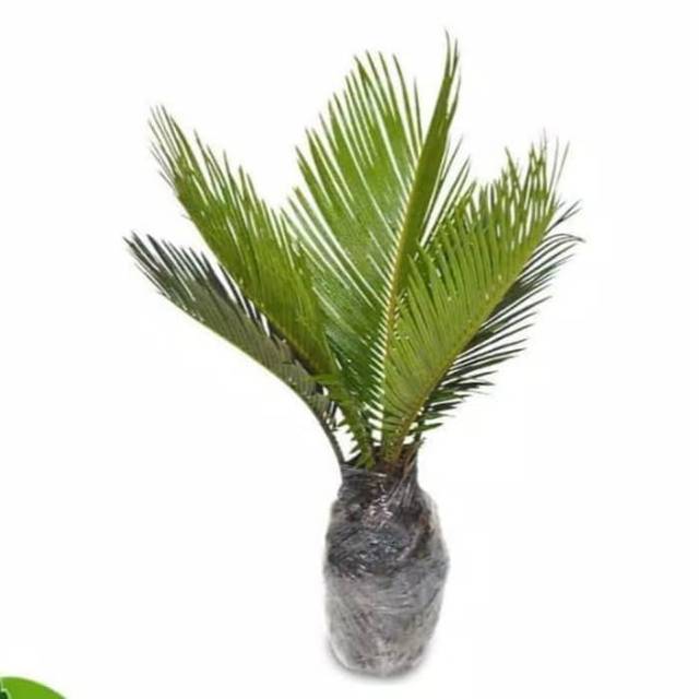 Bibit palm Sikas - Pohon Palem Sikas - Tanaman bonsai