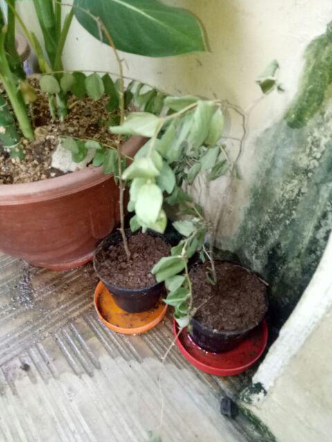 Bibit Bidara Arab/sidr 25-35cm