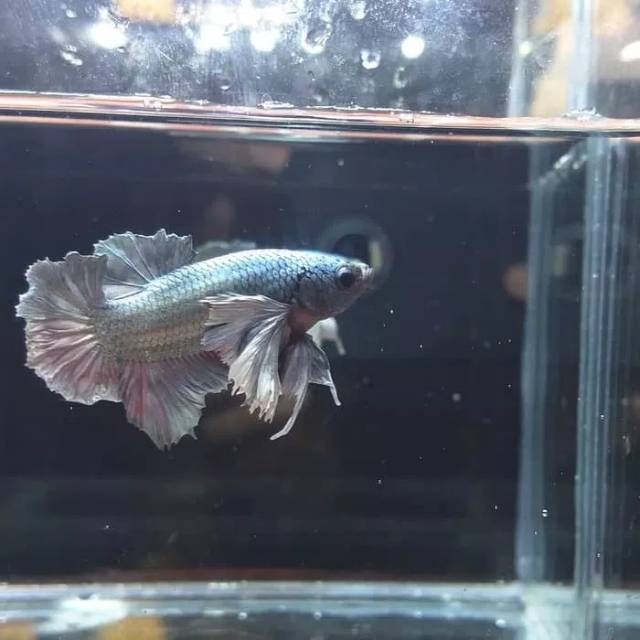 Cupang Dumbo Ear Cooper size M++