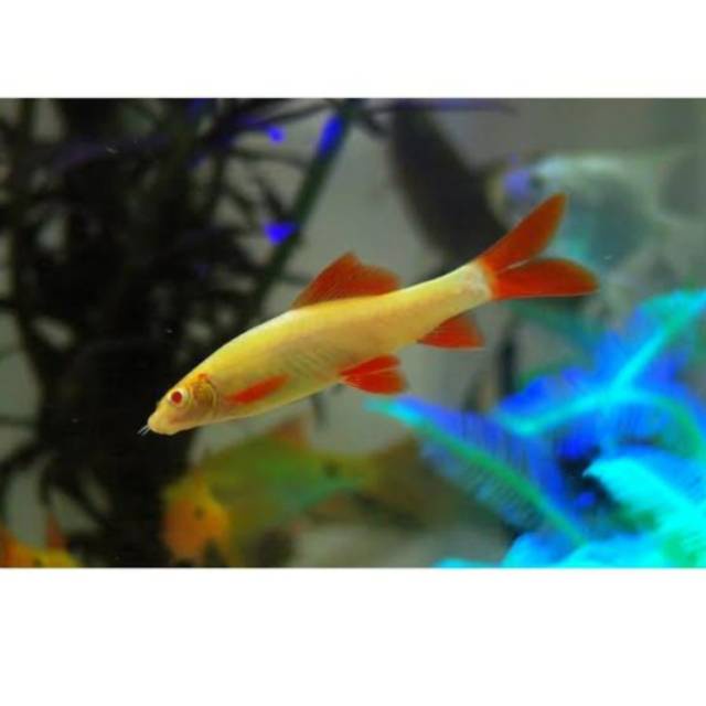 

Redfinshark Albino