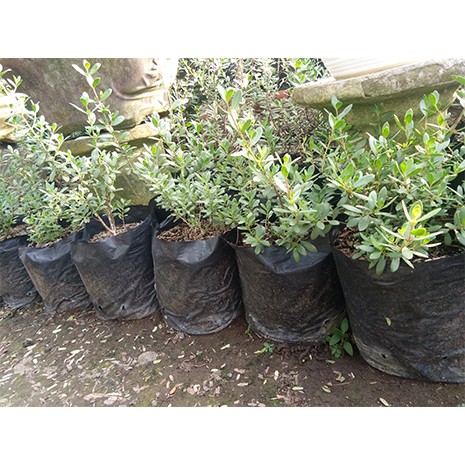 Setigi /Bibit Setigi /Bonsai Sentigi.