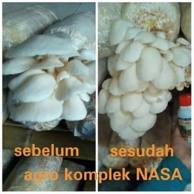 

Budidaya jamur tiram